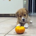 This Puppy Is Not a Fan of Halloween [VIDEO]