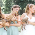 Bridesmaids Hold Puppies Instead of Bouquets in This Wedding Shoot