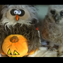 Happy October! Here’s a Live Owl Dancing with a Fake Owl [VIDEO]