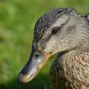 Passengers Love Support Duck On Flight [VIDEO]