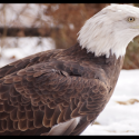 Bald Eagle Day at Wildlife Prairie Park